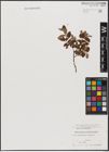 Foto von Salix aurita L. x Salix myrtilloides L.